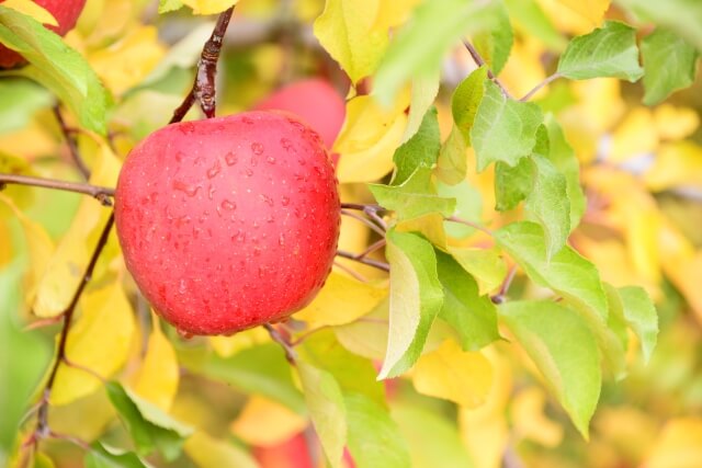 りんごとアボカドのスムージーで体調管理 りんごの栄養効果と種類 ジェイ メディックス ブログ